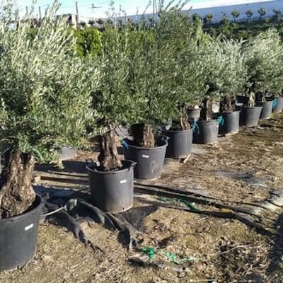 Olives, agrumes, grenades, arbres fruitiers
